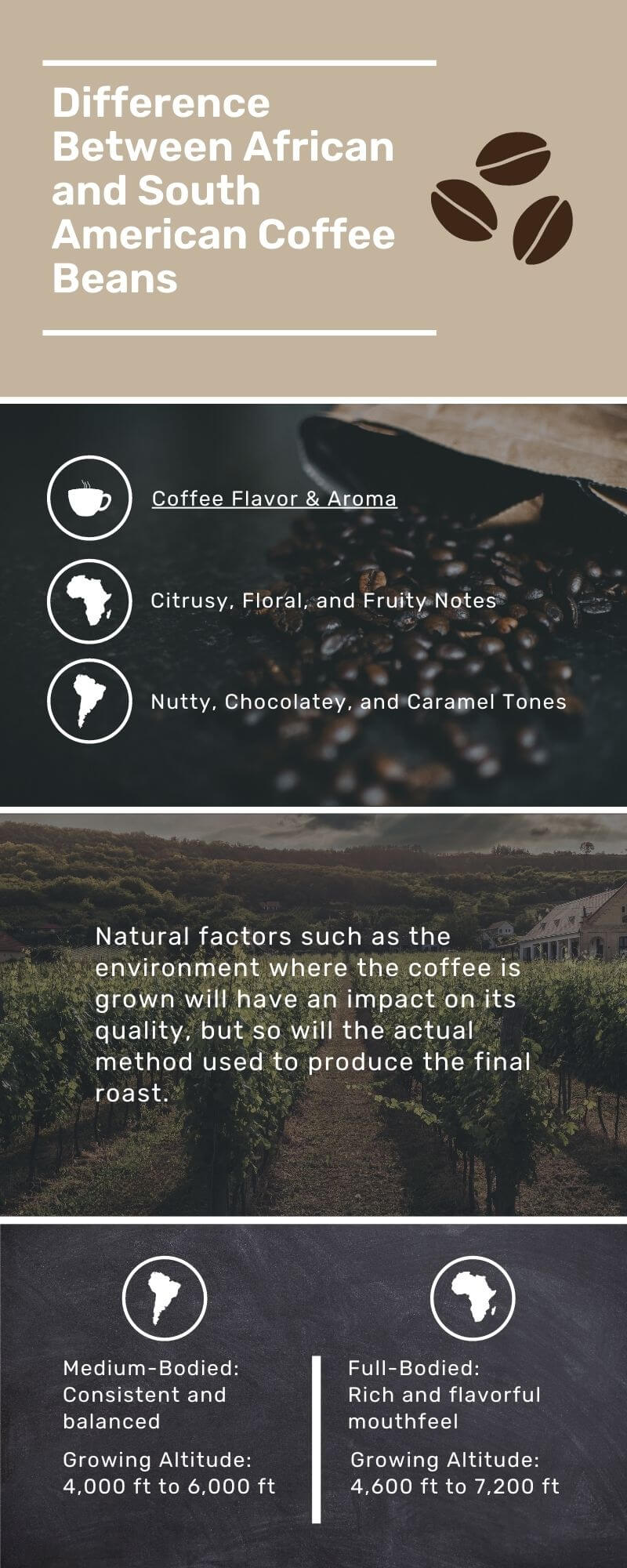 Difference Between African and South American Coffee Infographic