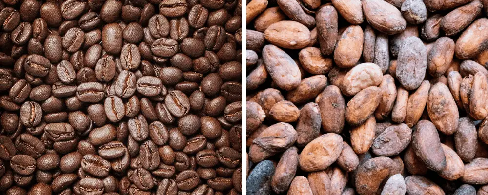 Are Coffee and Chocolate Made from the Same Bean