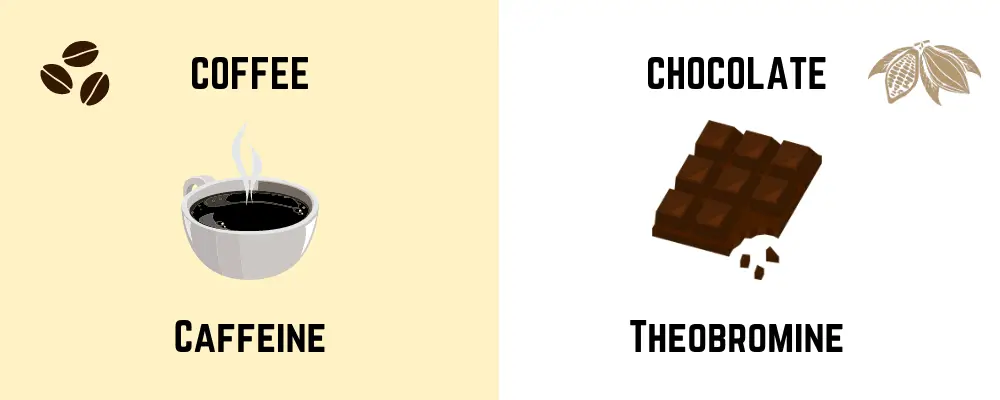 Are Coffee and Chocolate Made from the Same Bean4