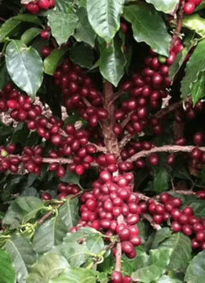 Coffee Tree (1)