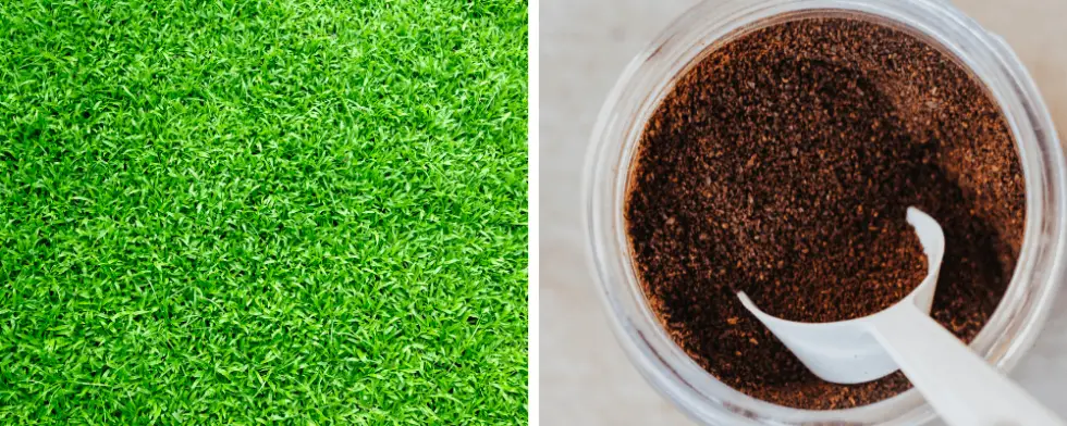 Will Coffee Grounds Kill Your Grass or Protect Your Lawn?